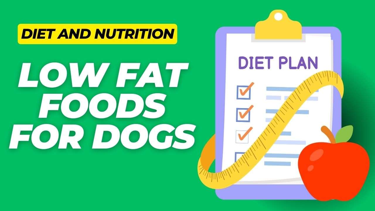 Low Fat Foods for Dogs: A Guide to Healthy Eating for Dogs