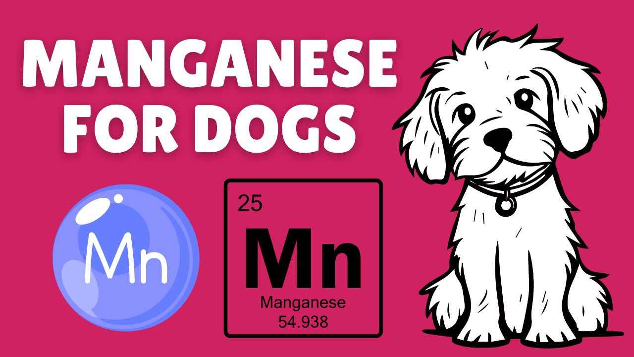 Manganese For Dogs