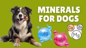 Minerals For Dogs