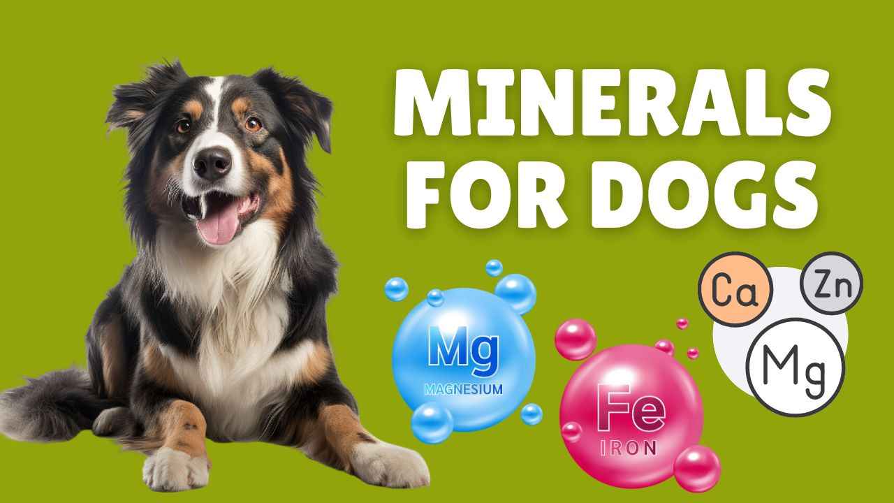 Minerals For Dogs