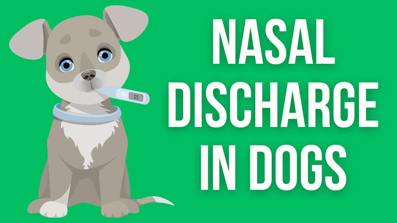 Nasal Discharge in Dogs