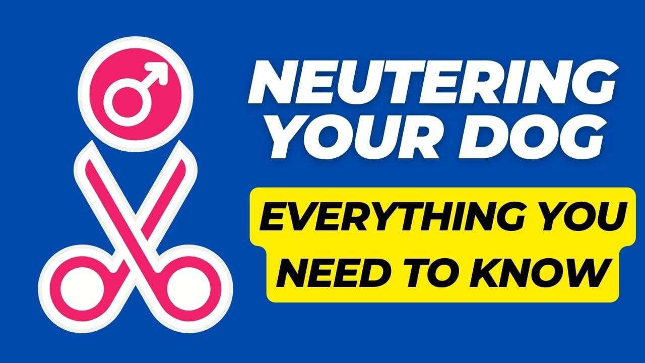 Neutering Your Dog: Everything You Need to Know