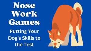 Nose Work Games | Putting Your Dog’s Skills to the Test