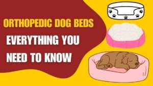 Orthopedic Dog Beds: Everything You Need to Know