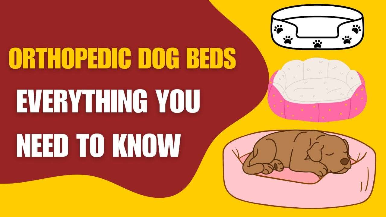 Orthopedic Dog Beds: Everything You Need to Know