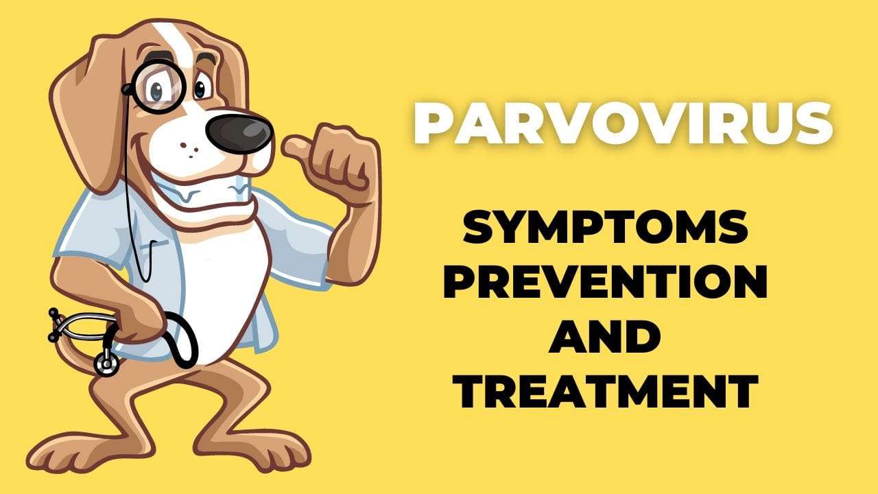 Parvovirus: Symptoms, Prevention, Treatment