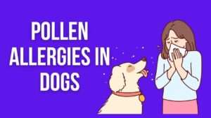 Pollen Allergies in Dogs