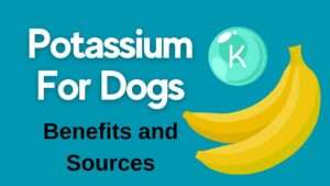 Potassium for Dogs: Benefits and Sources