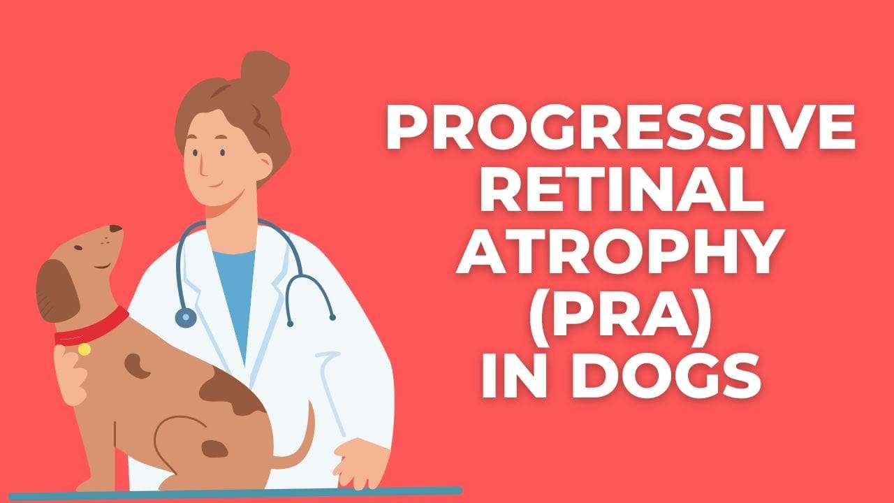 Progressive Retinal Atrophy (PRA) in Dogs - Paw Flicker