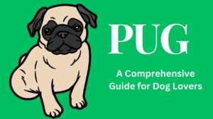 Pug | A Comprehensive Guide for Dog Lovers