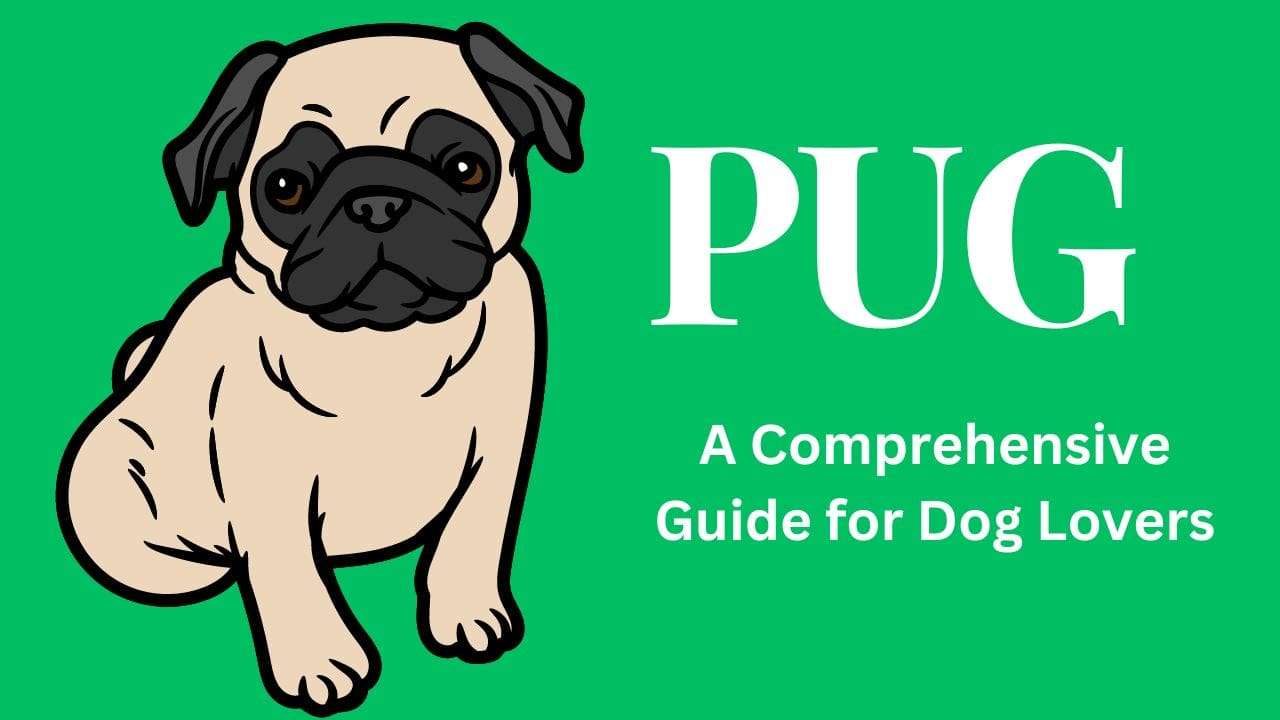 Pug | A Comprehensive Guide for Dog Lovers