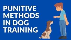 Punitive Methods in Dog Training: What You Need to Know