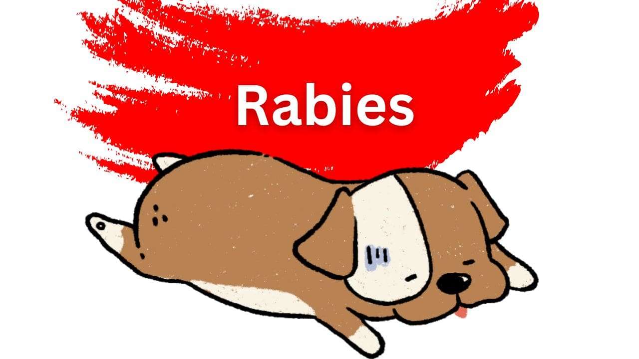 Rabies: Symptoms, Prevention, and Treatment Options