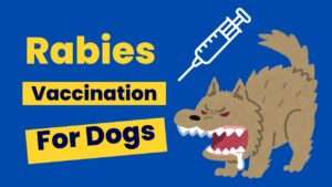 Rabies Vaccination for Dogs: What You Must Know