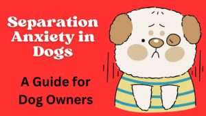 Separation Anxiety in Dogs: A Guide for Dog Owners