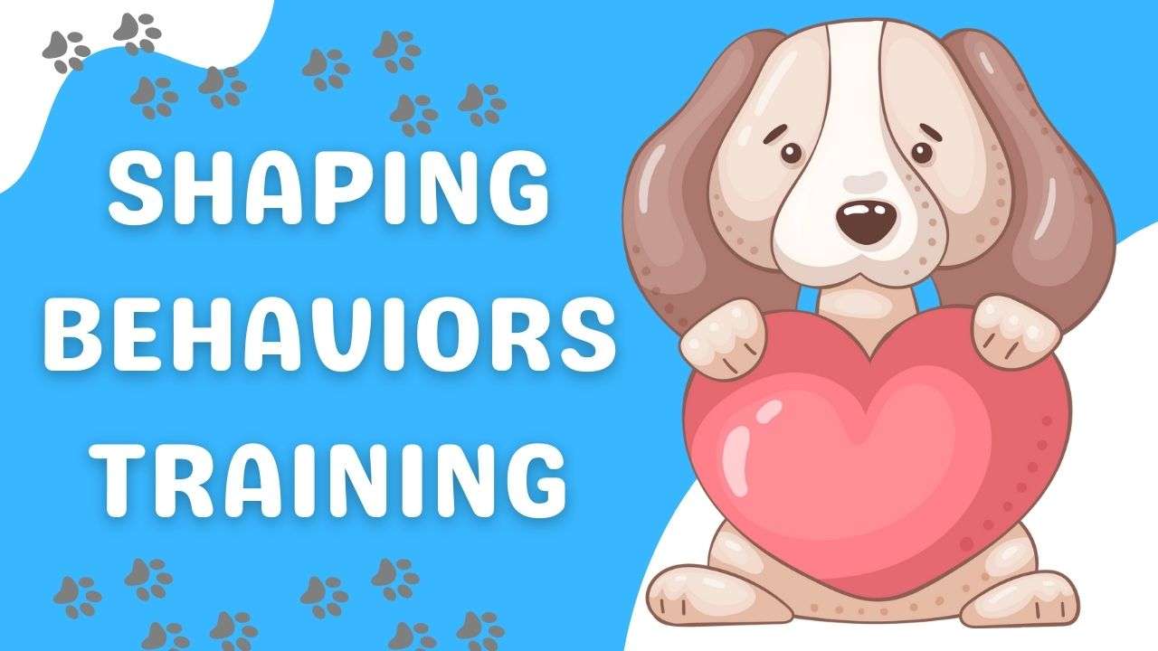 Shaping Behaviors Training