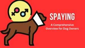 Spaying: A Comprehensive Overview for Dog Owners