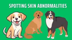 Spotting Skin Abnormalities | A Dog Owner’s Guide