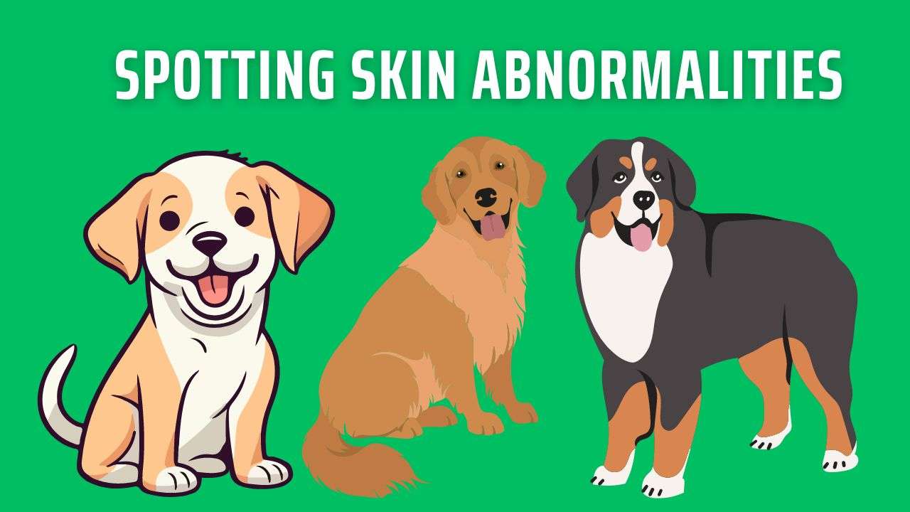 Spotting Skin Abnormalities