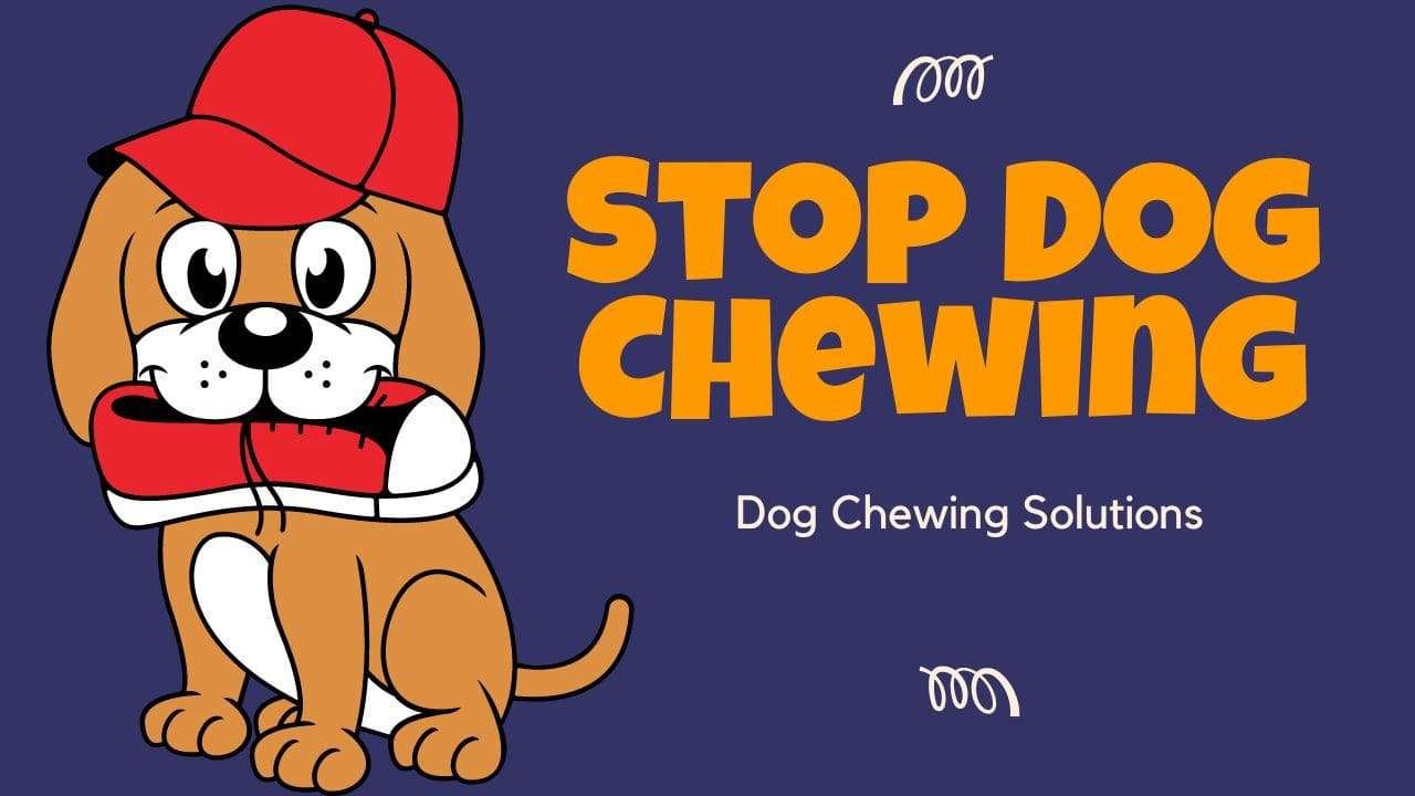 Stop Dog Chewing | Dog Chewing Solutions