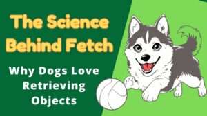 The Science Behind Fetch | Why Dogs Love Retrieving Objects