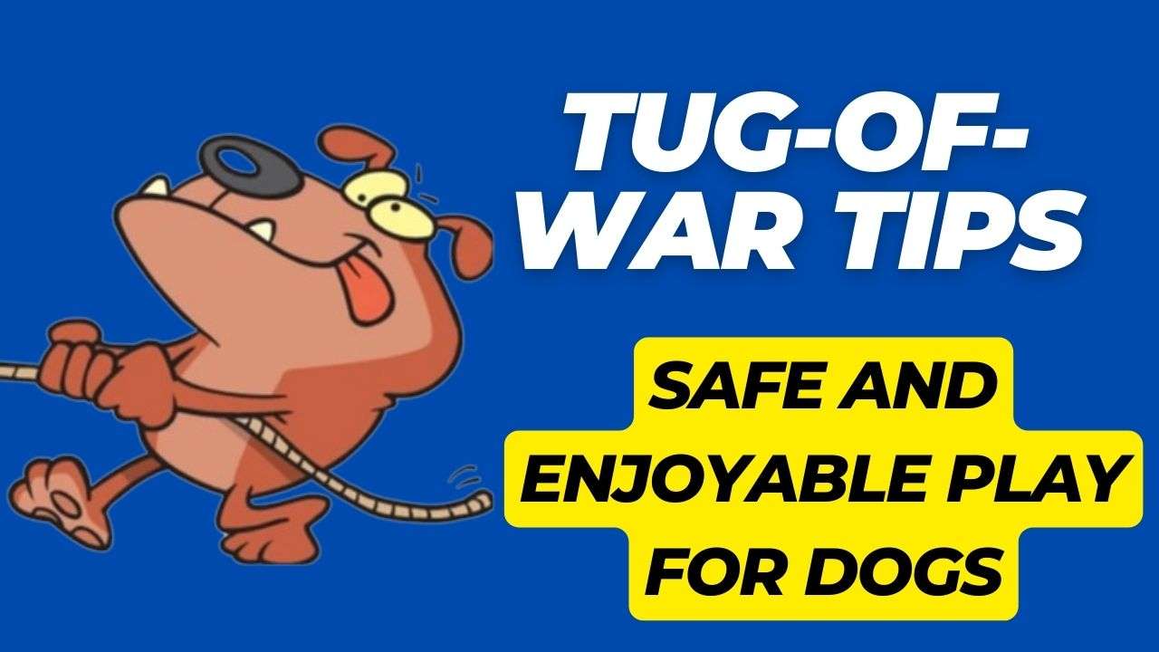 Tug-of-War Tips | Safe and Enjoyable Play for Dogs