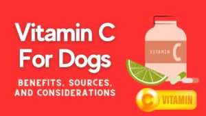 Vitamin C for Dogs: Benefits, Sources, and Considerations