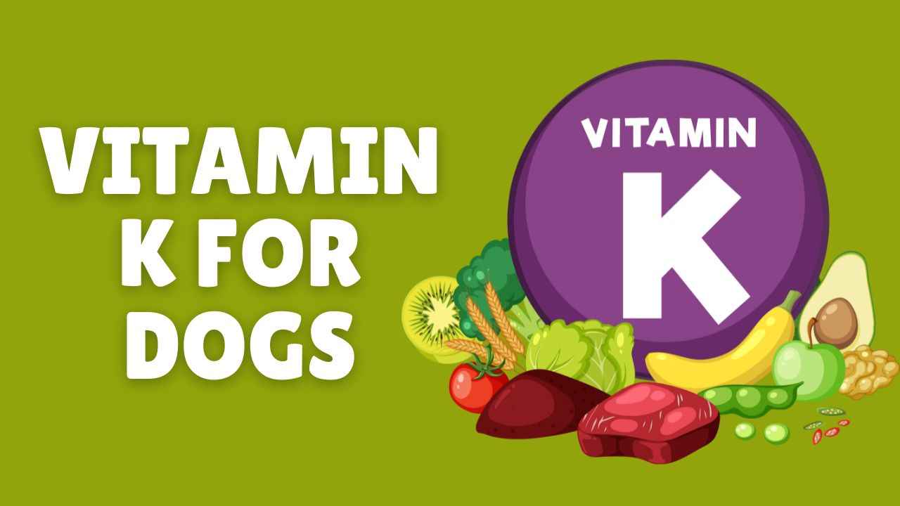 Vitamin K For Dogs