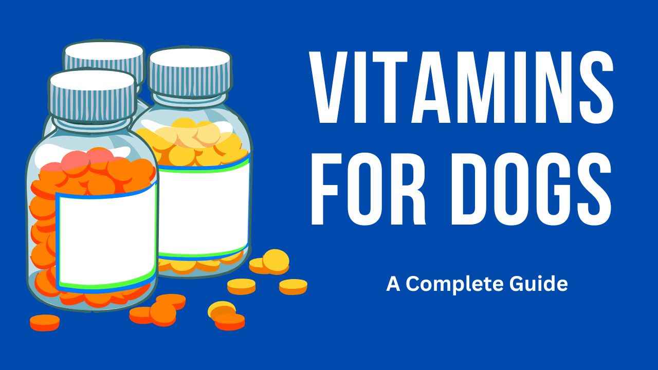 Vitamins For Dogs