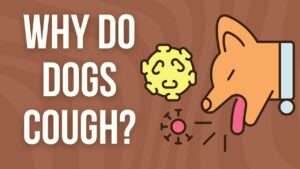 Why Do Dogs Cough?