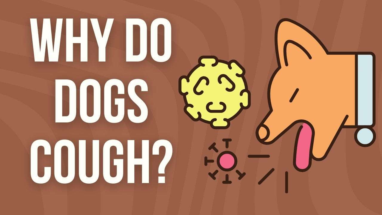 Why Do Dogs Cough?