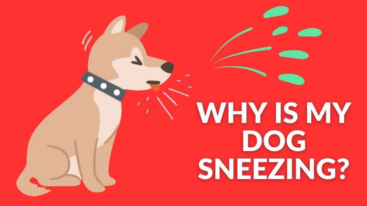 Why Is My Dog Sneezing?