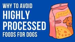 Why to Avoid Highly Processed Foods for Dogs