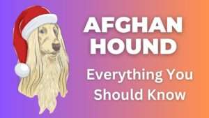 Afghan Hound | Everything You Should Know