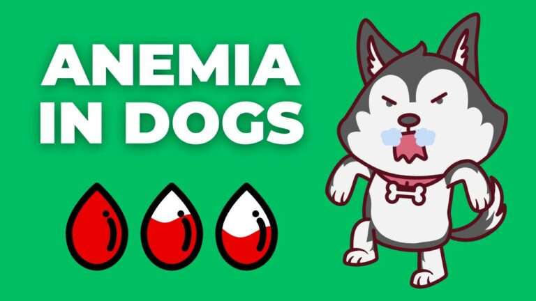 Anemia in Dogs | A Complete Guide of the Silent Threat