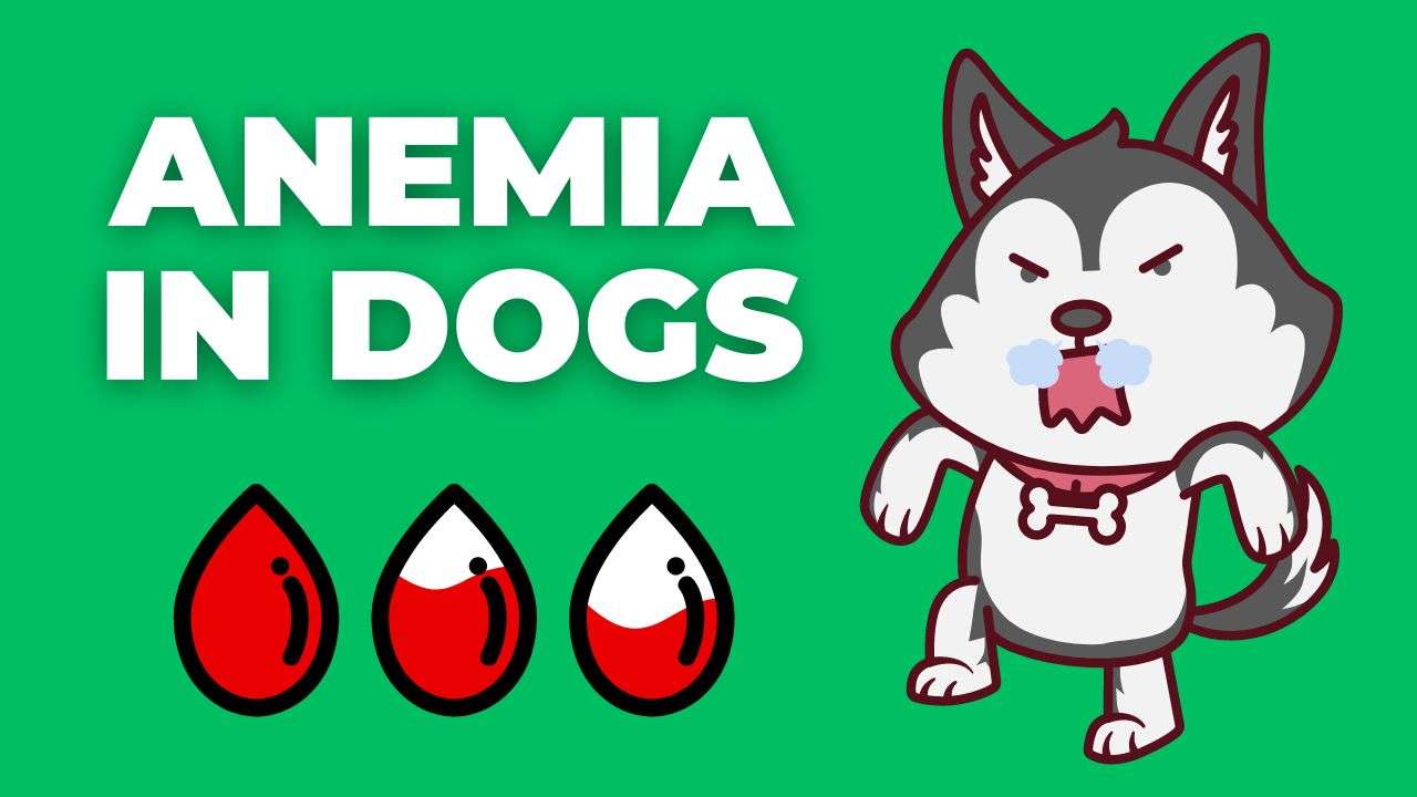 Anemia in Dogs