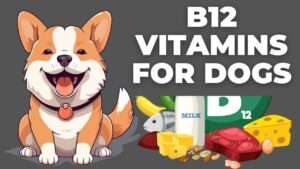 B12 Vitamins For Dogs: A Guide for Dog Owners