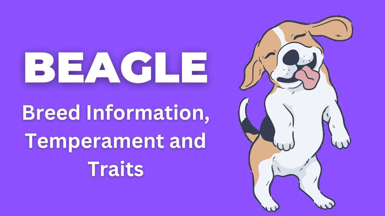 Beagle | Breed Information, Temperament and Traits