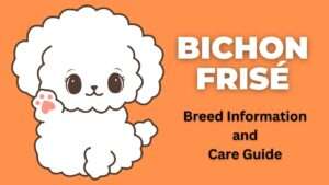 Bichon Frisé | Breed Information and Care Guide