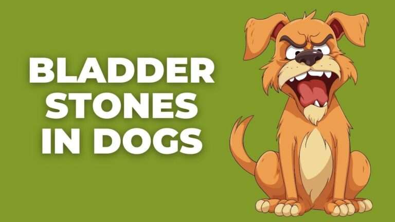 Bladder Stones in Dogs | A Complete Guide