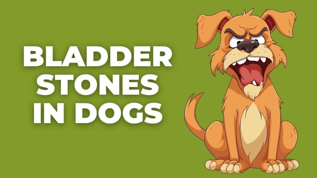 Bladder Stones in Dogs