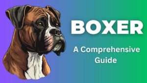 Boxer | A Comprehensive Guide