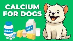 Calcium for Dogs: What Every Dog Owner Should Know