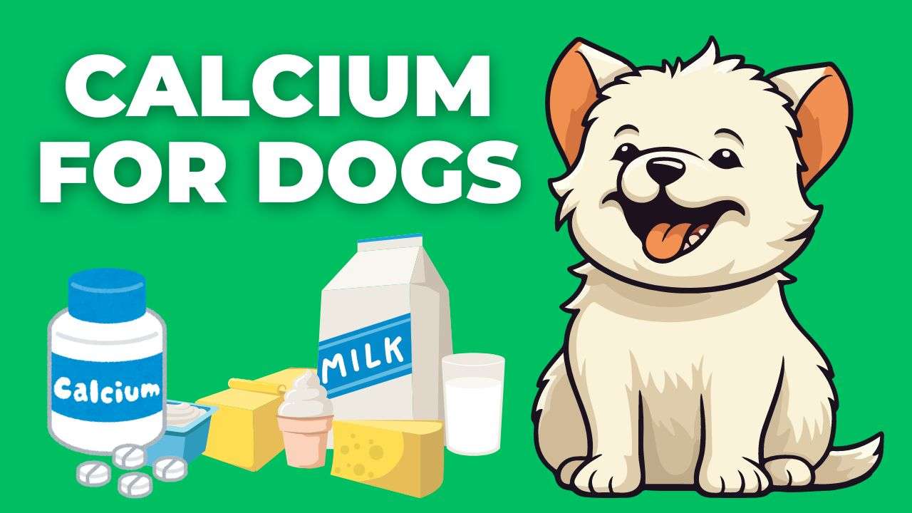 Calcium for Dogs