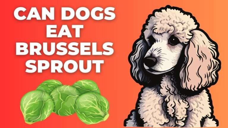 Can Dogs Eat Brussels Sprout