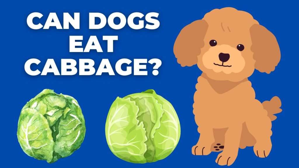 Can Dogs Eat Cabbage?