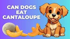 Can Dogs Eat Cantaloupe