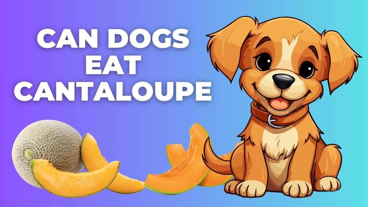 Can Dogs Eat Cantaloupe