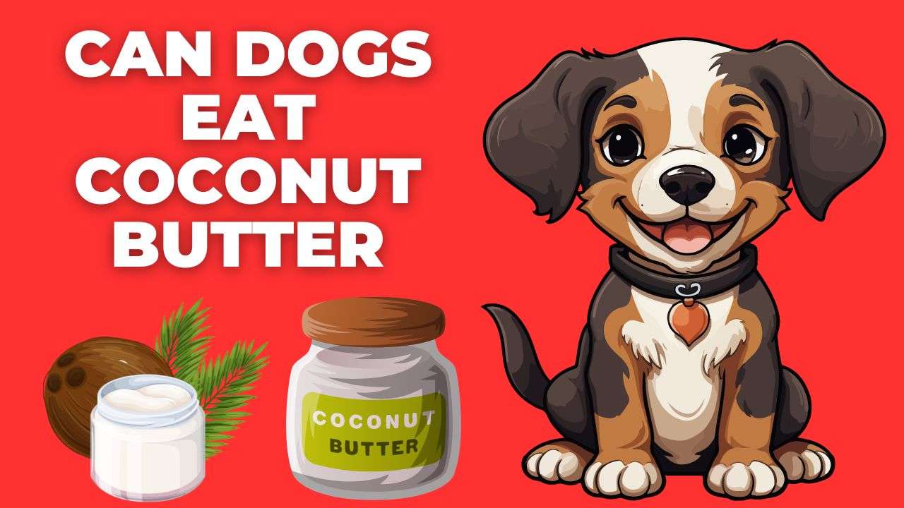 Can Dogs Eat Coconut Butter