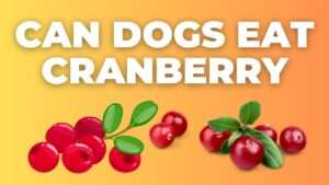 Can Dogs Eat Cranberry